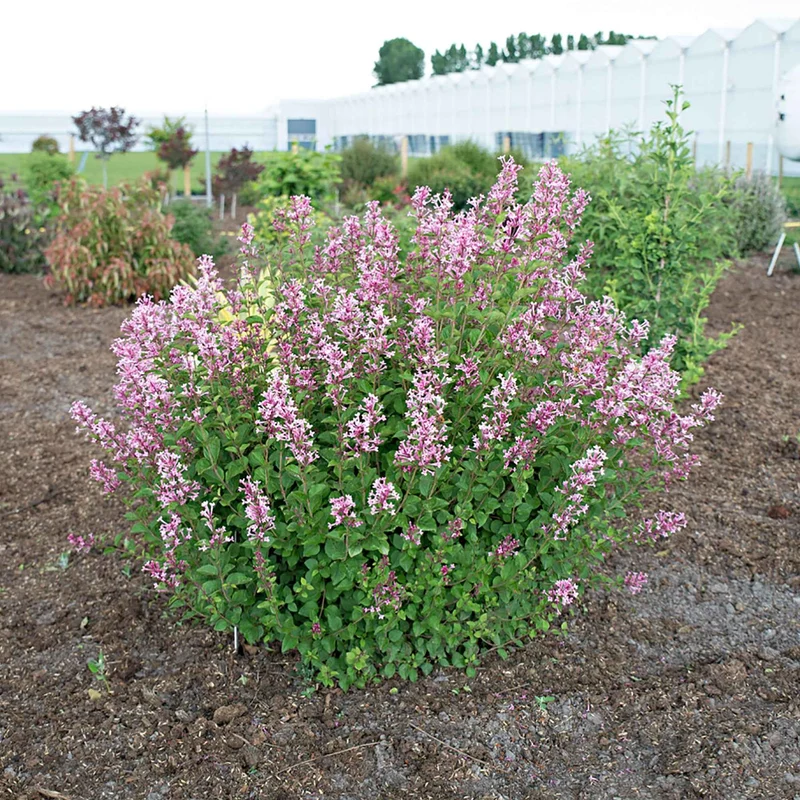 Lilas parfum rose