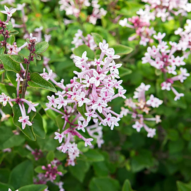 Lilas parfum rose