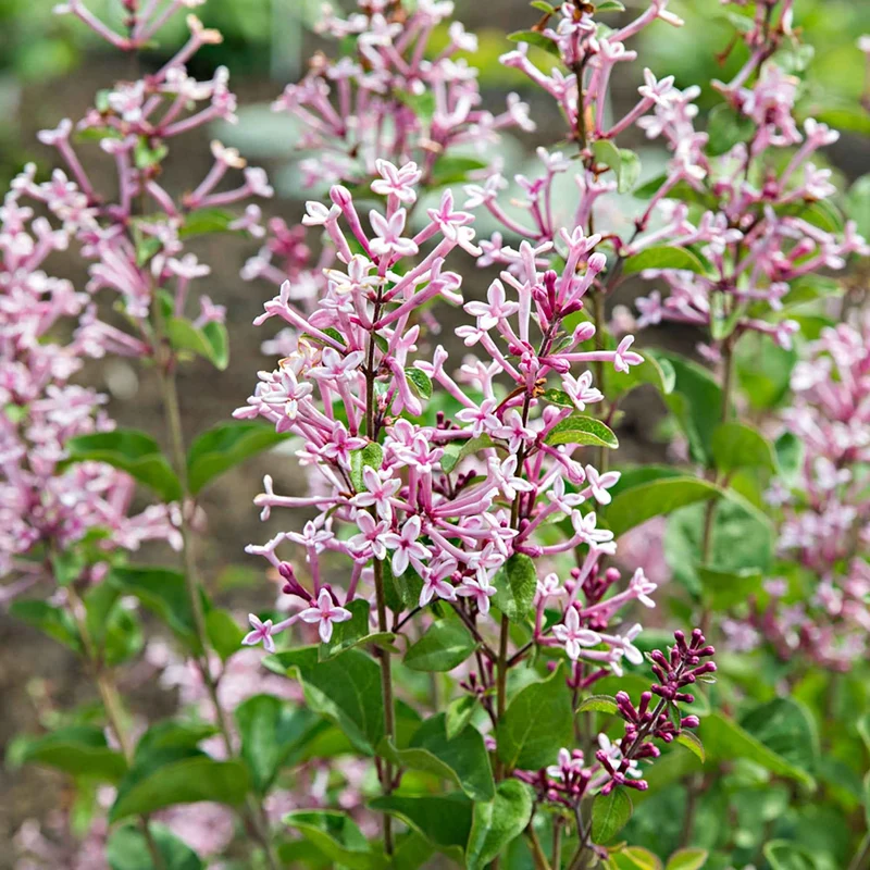 Lilas parfum rose