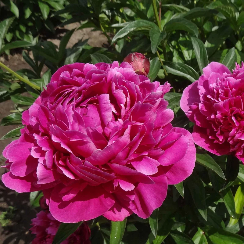Pivoine rouge