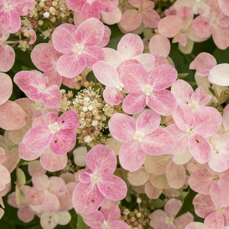 Hortensia paniculé Switch Ophelia®