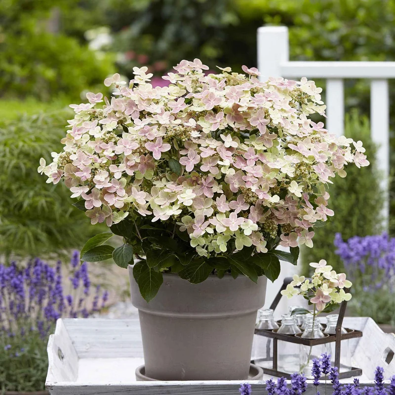 Hortensia paniculé Switch Ophelia®