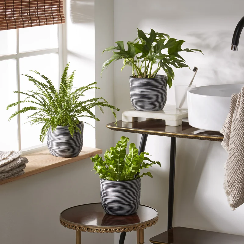 Collection de 3 plantes d'intérieur pour la salle de bain