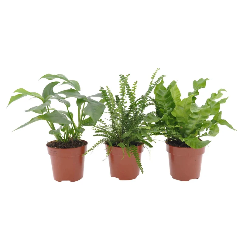 Collection de 3 plantes d'intérieur pour la salle de bain