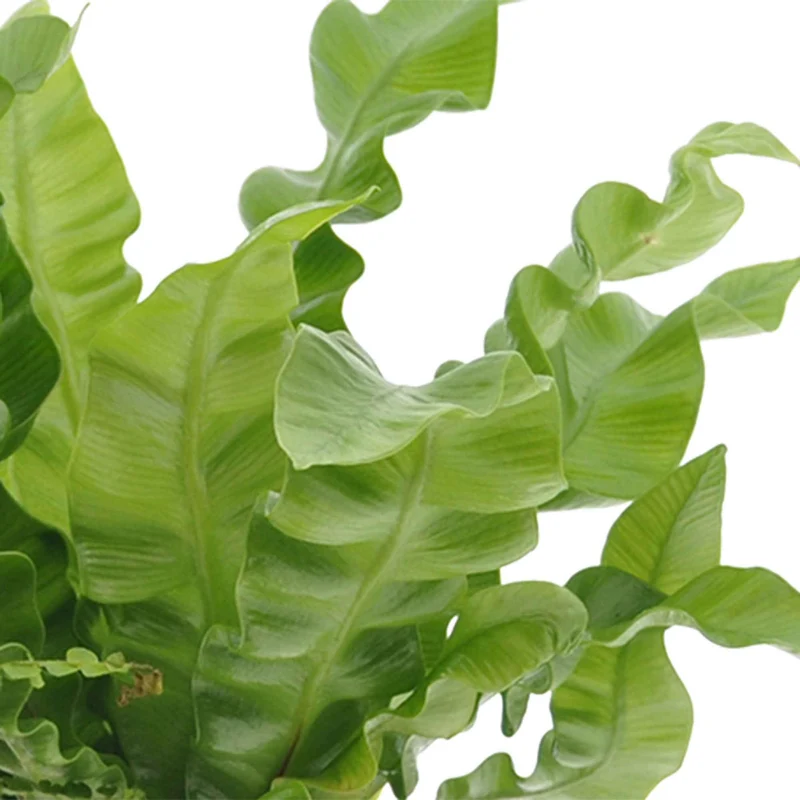 Collection de 3 plantes d'intérieur pour la salle de bain