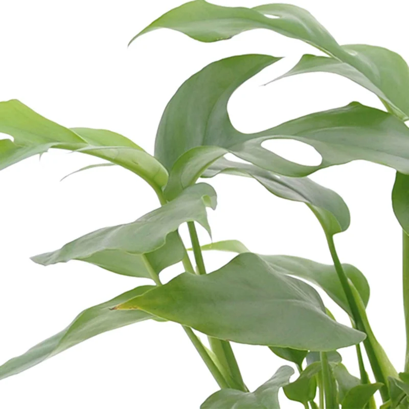 Collection de 3 plantes d'intérieur pour la salle de bain