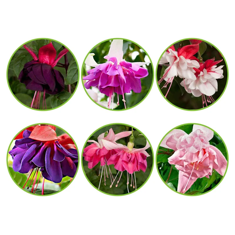 6 Fuchsias All in One en mélange