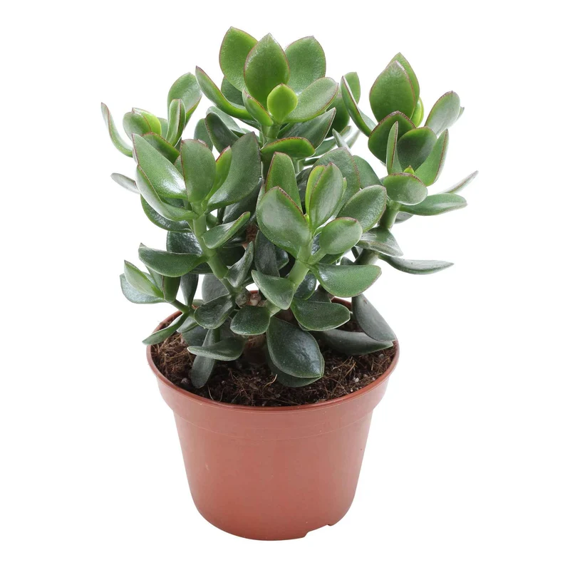 Crassula ovata Hulk