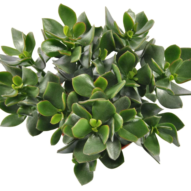 Crassula ovata Hulk