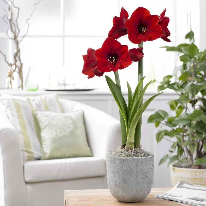 Amaryllis rouge