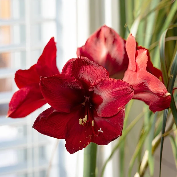 Amaryllis rouge