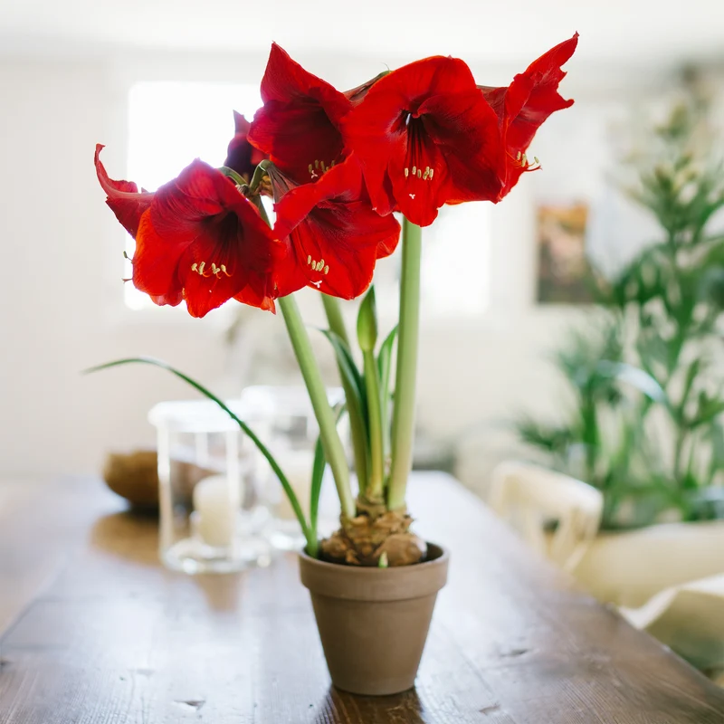 Amaryllis rouge