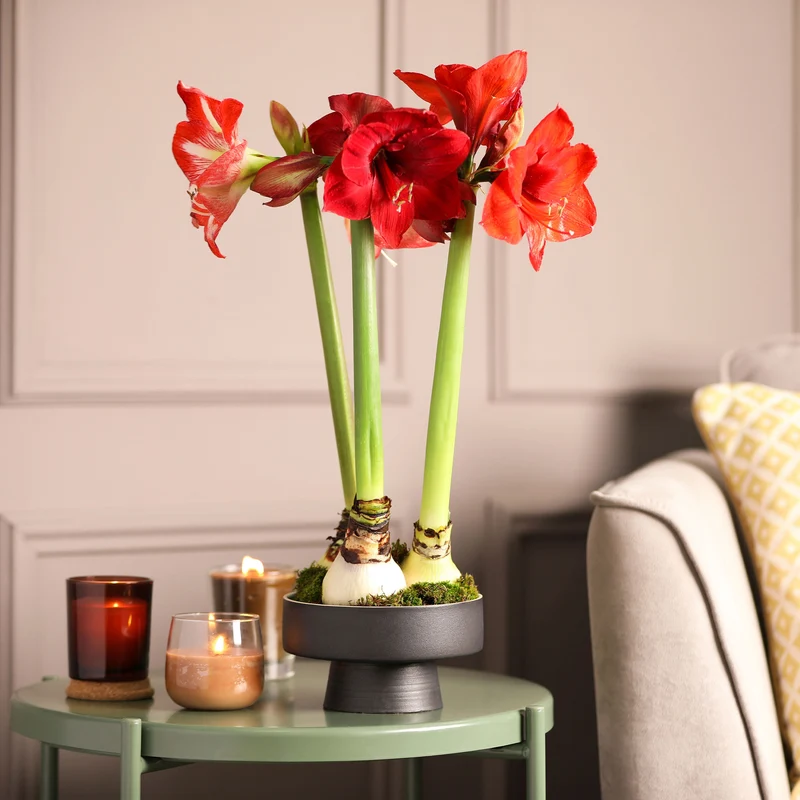 Amaryllis rouge