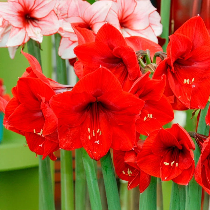 Amaryllis rouge