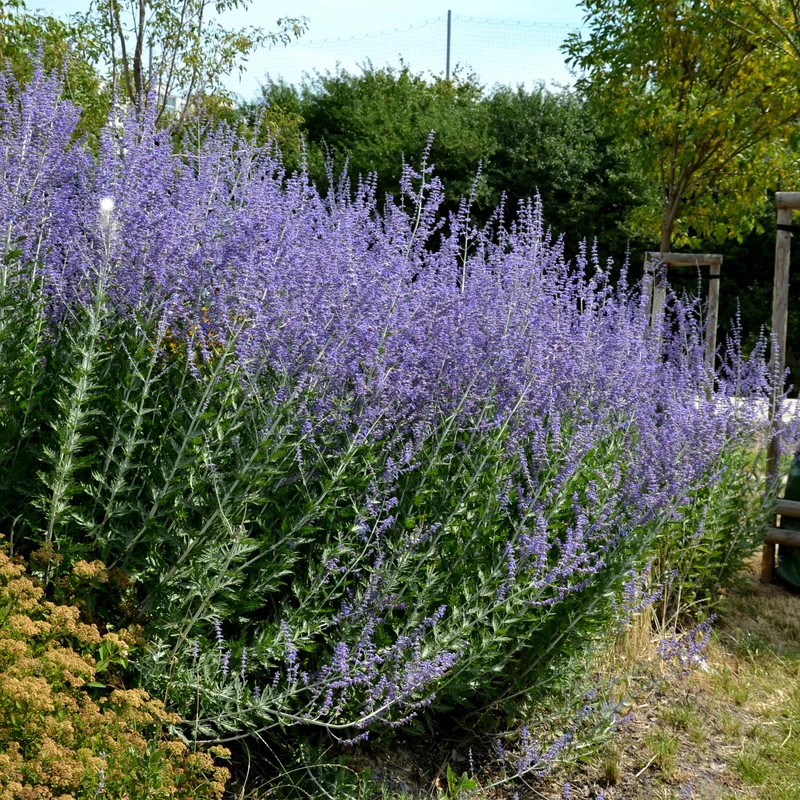 Perovskia atriplicifolia Blue spire