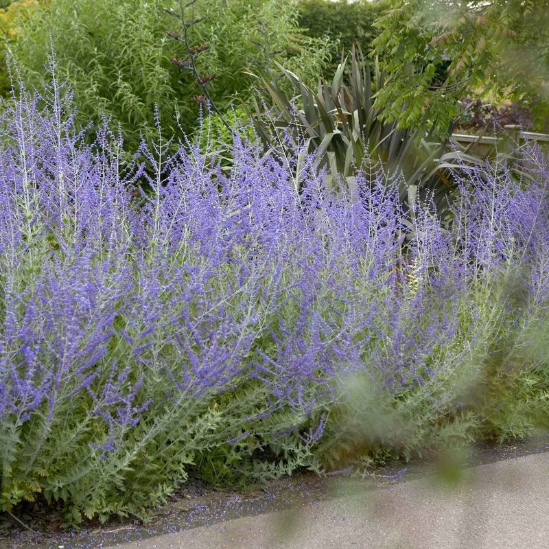 Perovskia atriplicifolia Blue spire