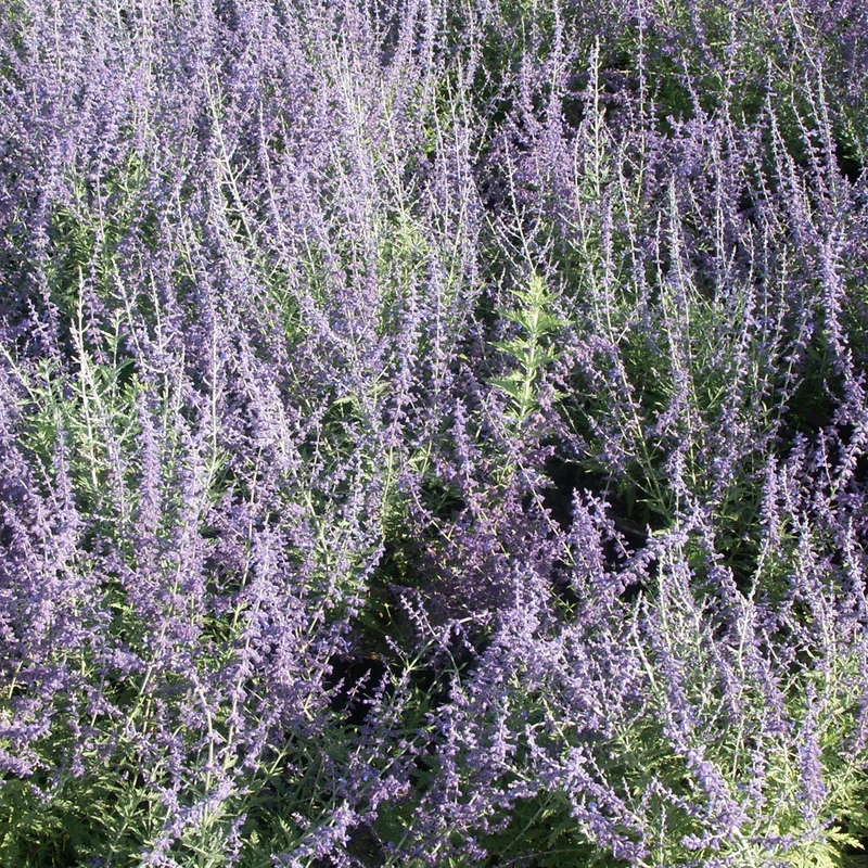 Perovskia atriplicifolia Blue spire