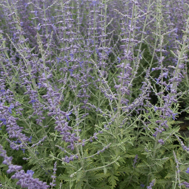 Perovskia atriplicifolia Blue spire