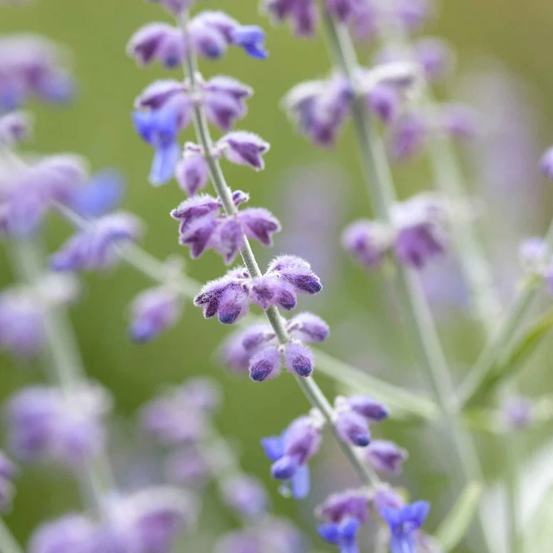Perovskia atriplicifolia Blue spire