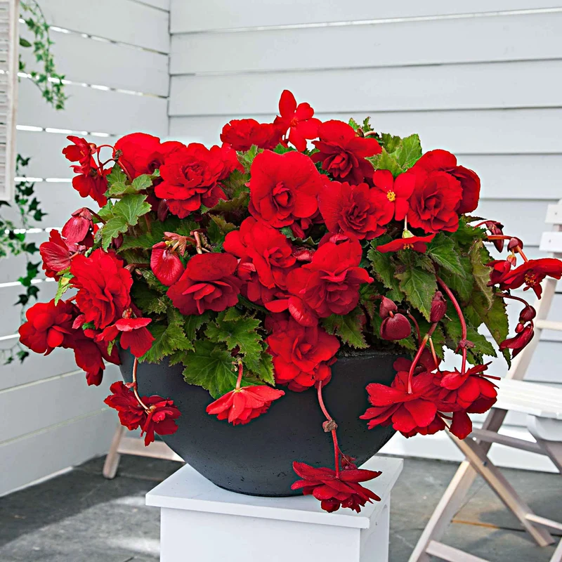 5 Bégonias retombants Scarlet