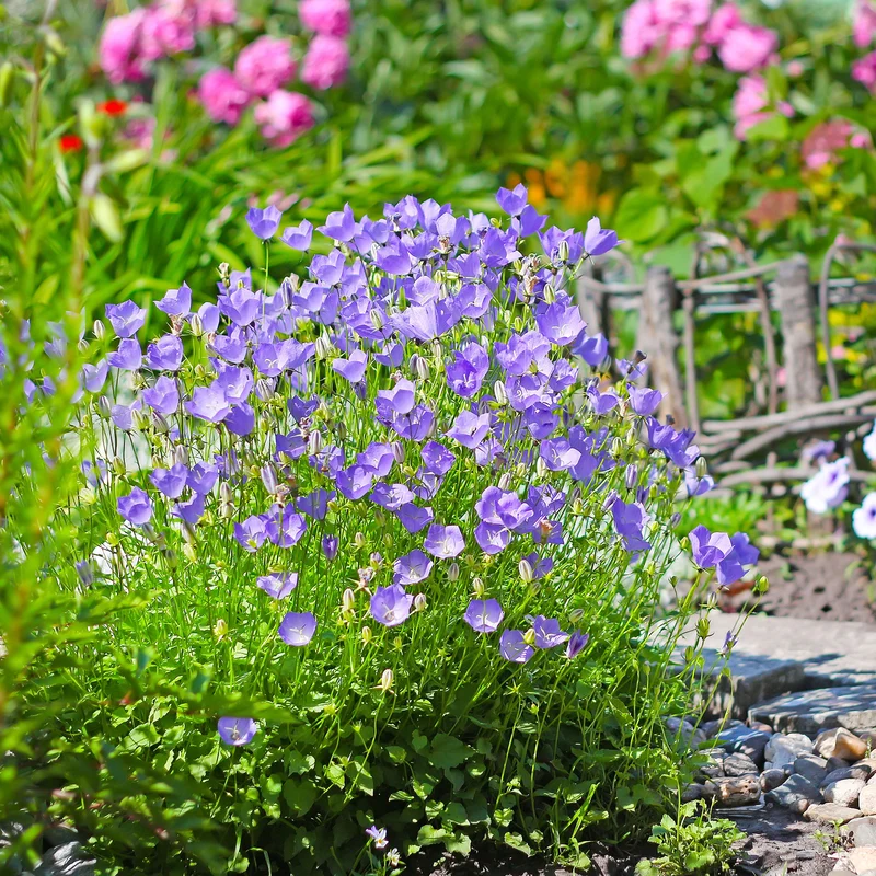Campanule des Carpates
