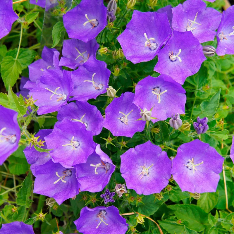 Campanule des Carpates