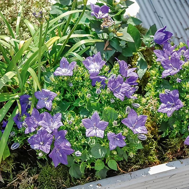 Campanule des Carpates