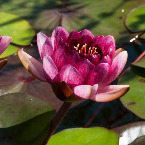 Nénuphar Perry's Almost Black