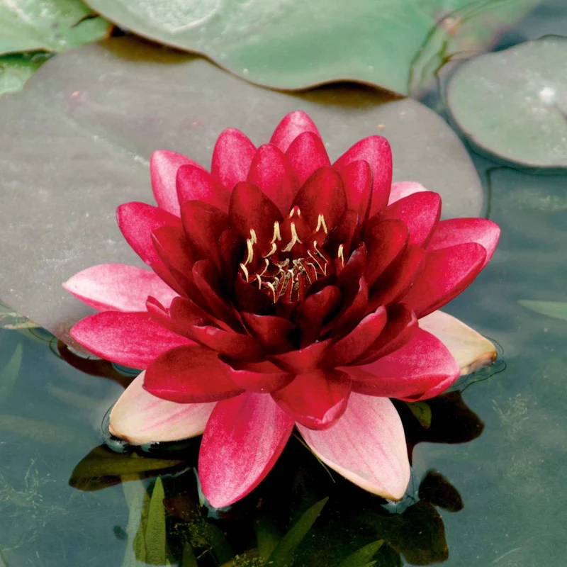 Nénuphar Perry's Almost Black