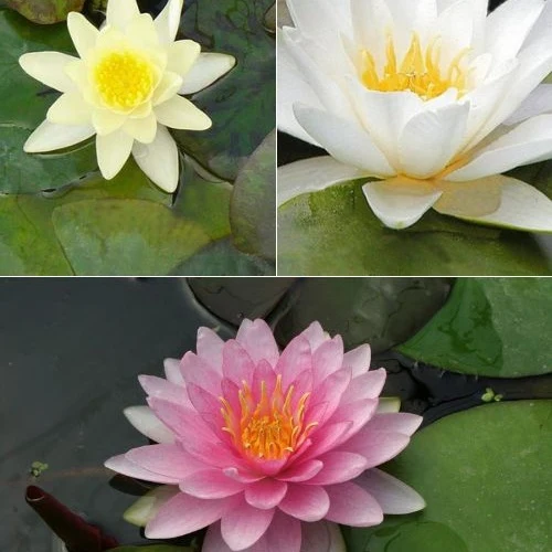 3 Nénuphars roses - jaunes - blancs