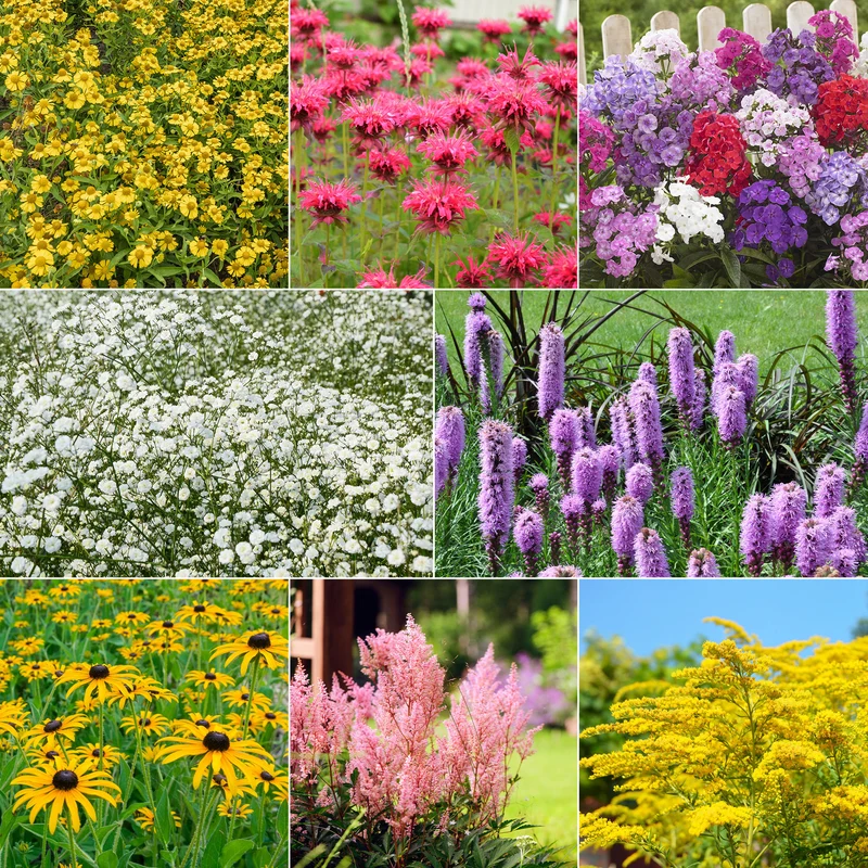 Collection de 15 plantes vivaces - 2 m²