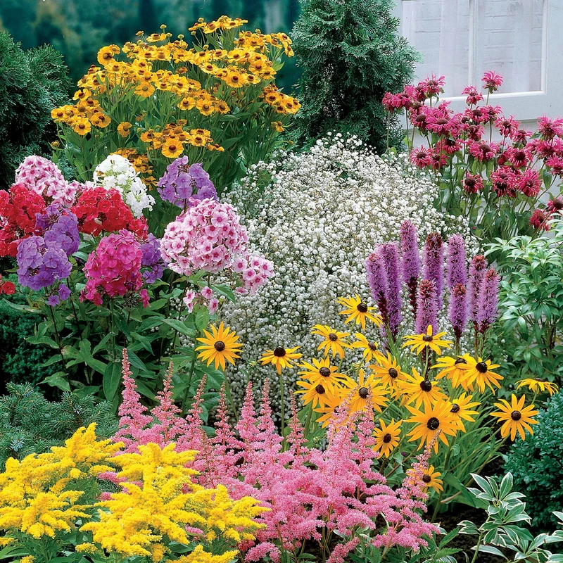 Collection de 15 plantes vivaces - 2 m²