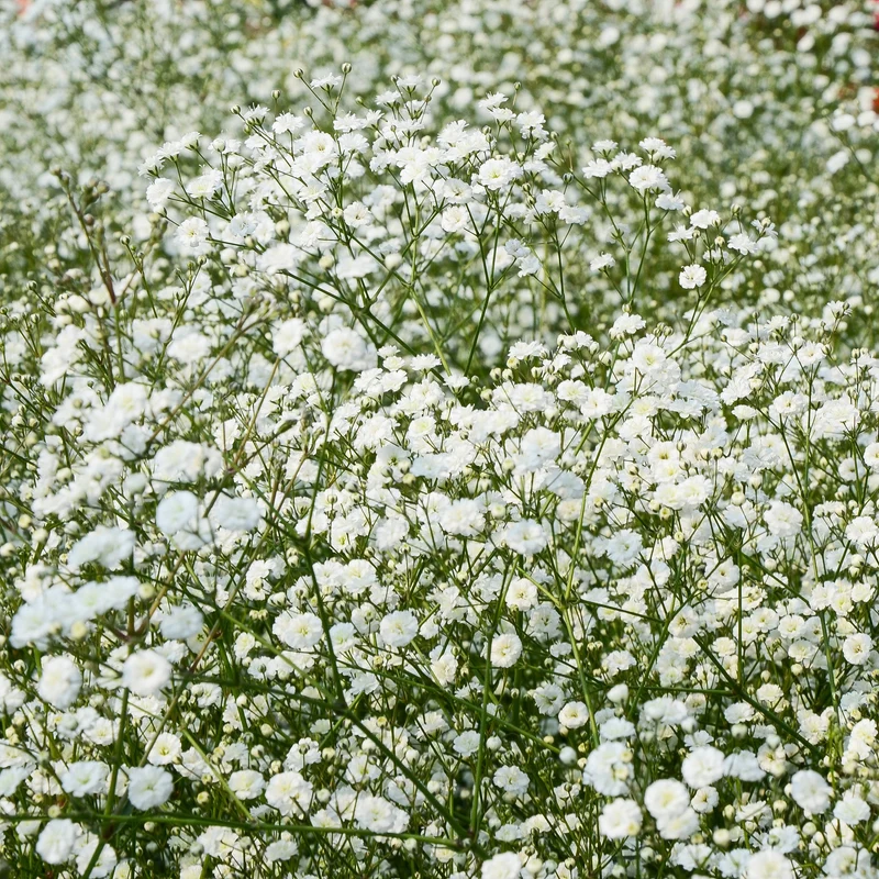 Collection de 15 plantes vivaces - 2 m²