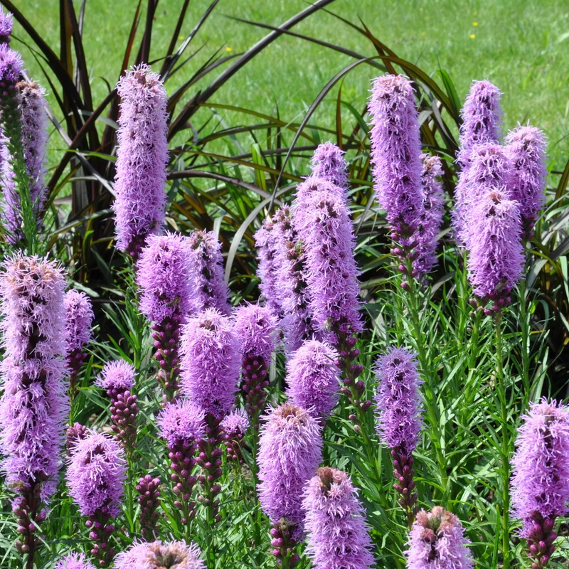 Collection de 15 plantes vivaces - 2 m²