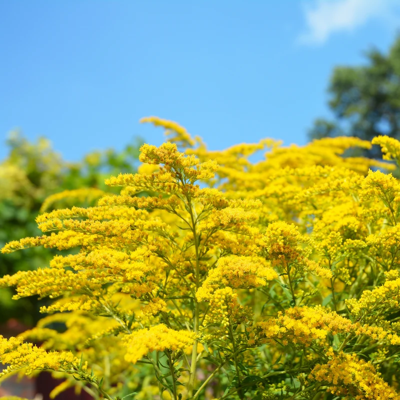 Collection de 15 plantes vivaces - 2 m²
