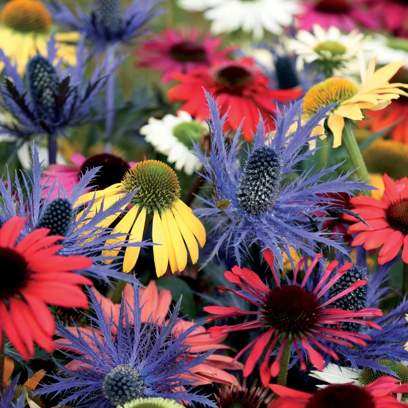 3 Rudbeckias et Chardon bleu en mélange