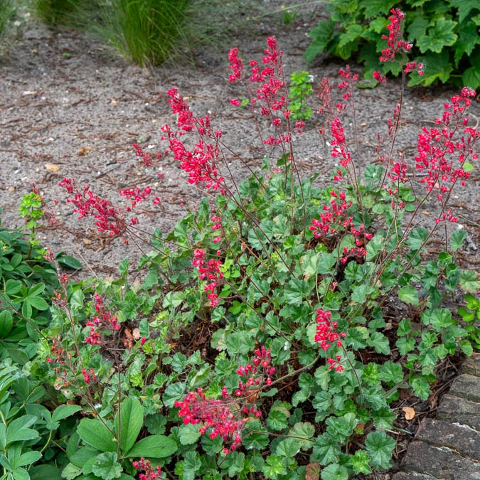 Heuchère sanguine Leuchtkäfer