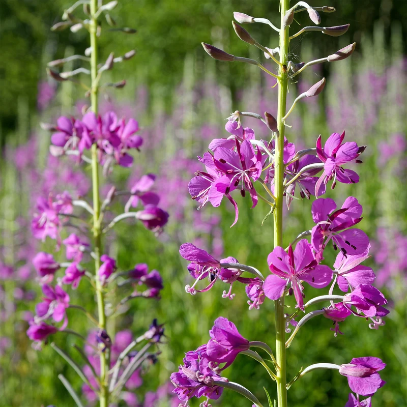 Épilobe