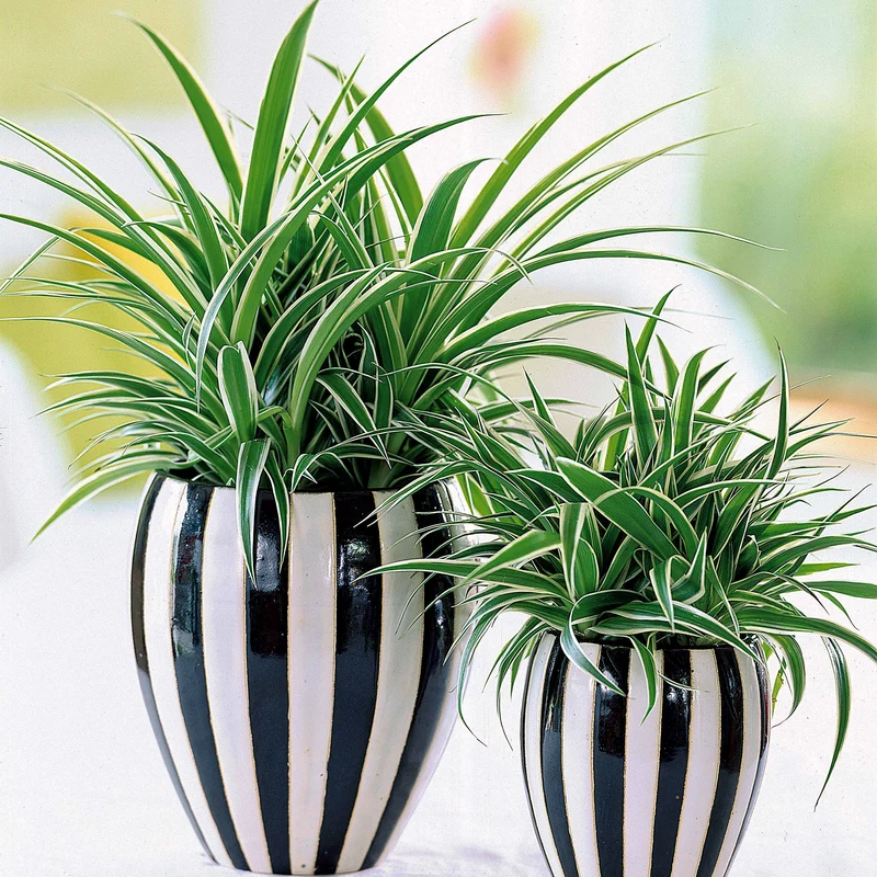 Collection de 3 plantes vertes dépolluantes