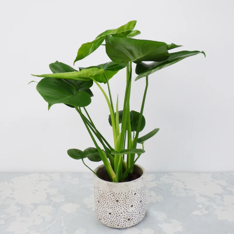 Collection de 3 plantes vertes dépolluantes