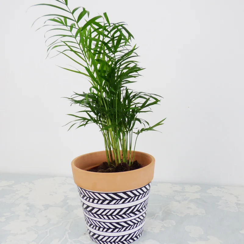 Collection de 3 plantes vertes dépolluantes