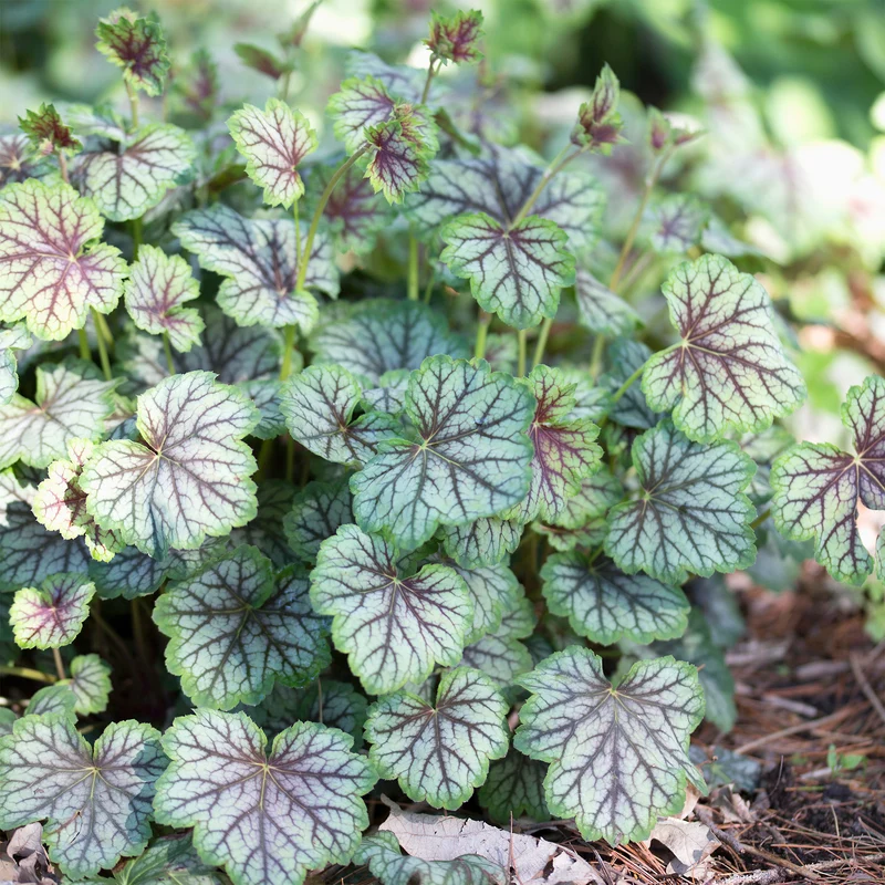 Heuchère Green Spice