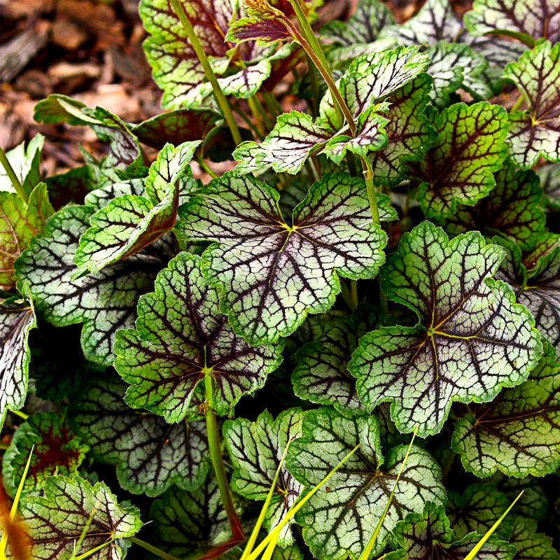 Heuchère Green Spice