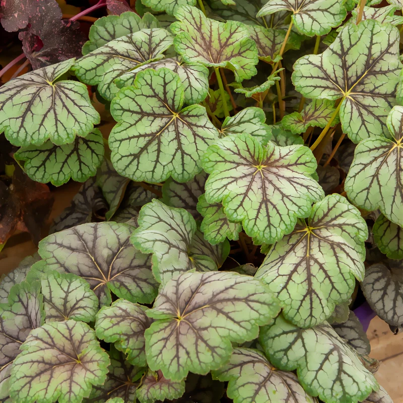 Heuchère Green Spice
