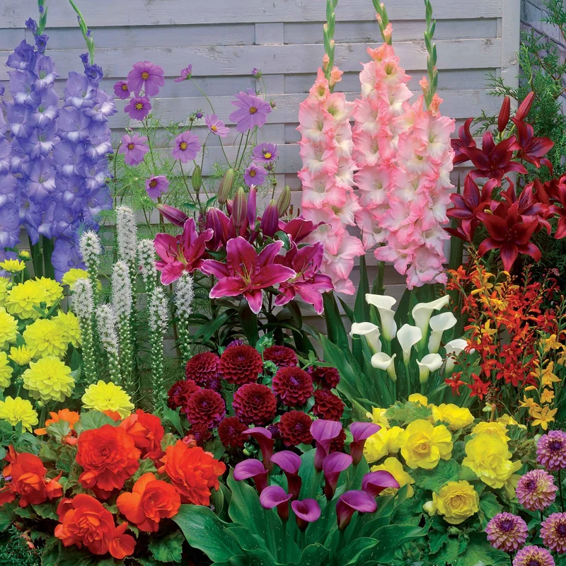 35 Bulbes d'été colorés en mélange - 1,5 m²