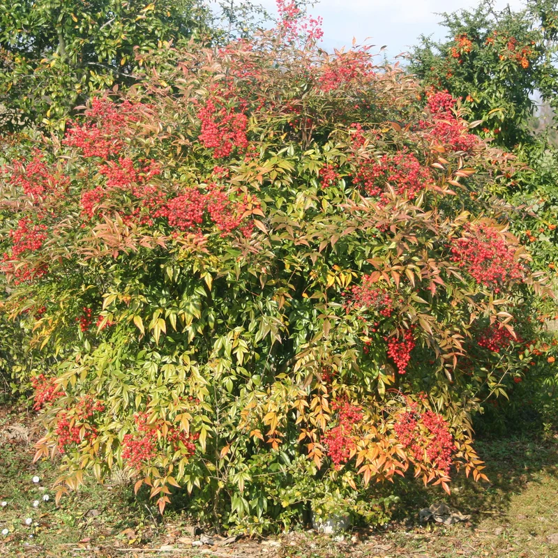 Bambou sacré orange cuivre