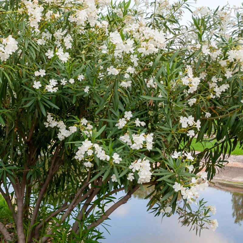 Laurier-rose à fleurs blanches