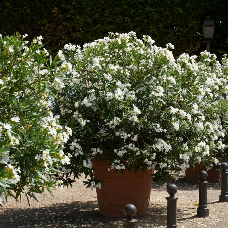 Laurier-rose à fleurs blanches
