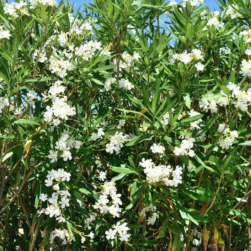 Laurier-rose à fleurs blanches