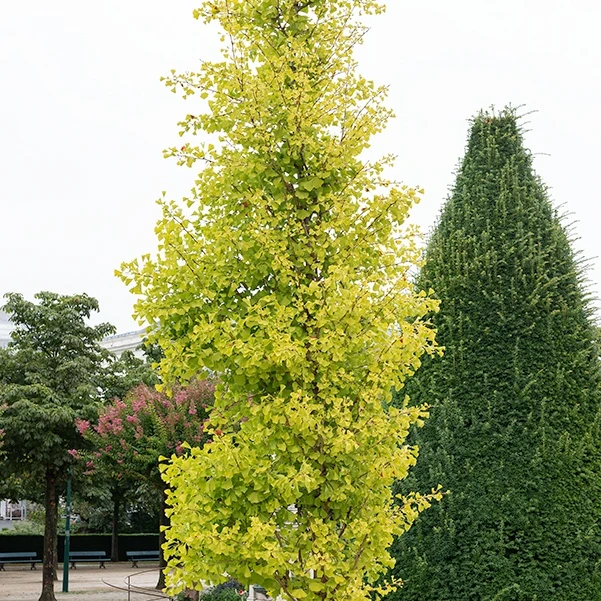Ginkgo biloba Blagon - Arbre aux 40 écus